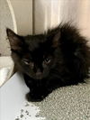adoptable Cat in Salisbury, NC named PEPPERCORN