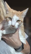 adoptable Cat in Salisbury, NC named SHERBIE