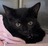 adoptable Cat in Salisbury, NC named AZAZEL