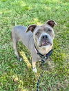 adoptable Dog in Salisbury, NC named MARGARET
