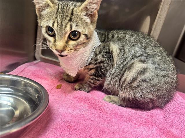 adoptable Cat in Salisbury, NC named MORGAN