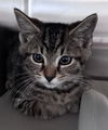 adoptable Cat in Salisbury, NC named LOKI