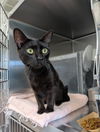 adoptable Cat in Salisbury, NC named BYNX