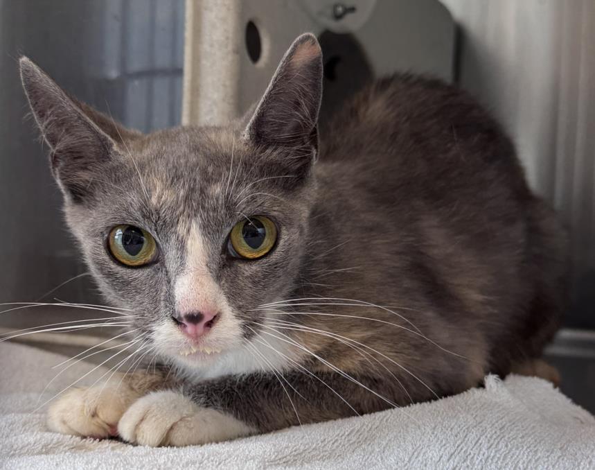 adoptable Cat in Salisbury, NC named MILLER