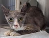 adoptable Cat in Salisbury, NC named MILLER