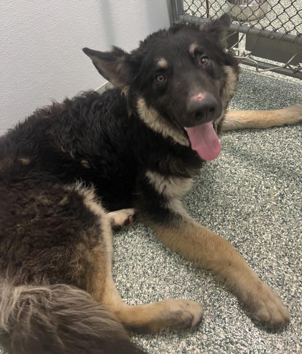 adoptable Dog in Salisbury, NC named REX