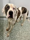 adoptable Dog in  named ELSA