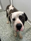 adoptable Dog in  named HANNS