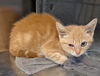 adoptable Cat in Salisbury, NC named TWEET