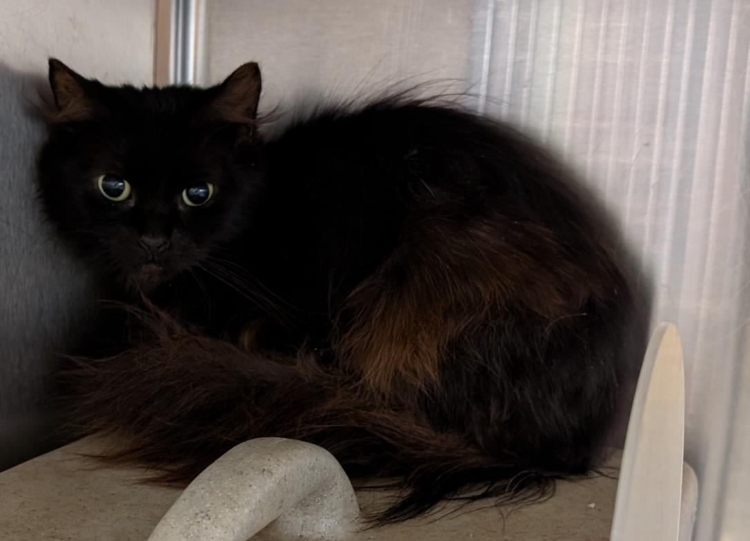 adoptable Cat in Salisbury, NC named FRETTA