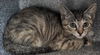 adoptable Cat in Salisbury, NC named DEA