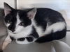 adoptable Cat in Salisbury, NC named DURANGO