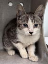 adoptable Cat in Salisbury, NC named RALPH