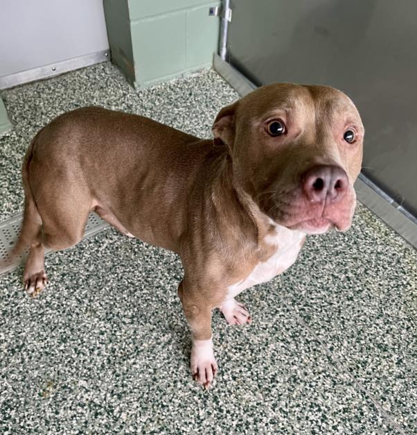 adoptable Dog in Salisbury, NC named COCO
