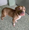 adoptable Dog in Salisbury, NC named COCO