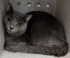 adoptable Cat in  named SAM
