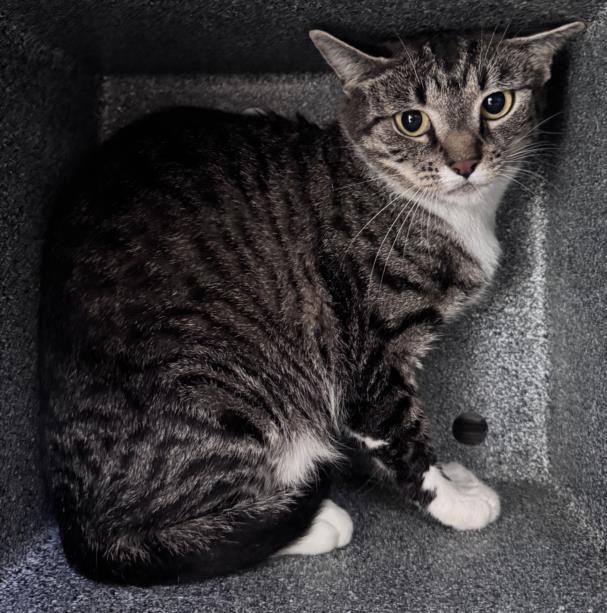adoptable Cat in Salisbury, NC named POTATO