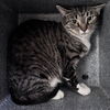 adoptable Cat in  named POTATO