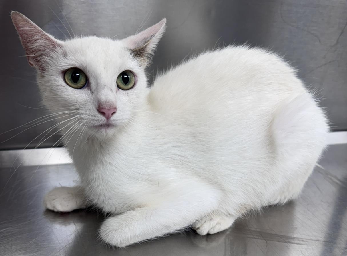 adoptable Cat in Salisbury, NC named VANILLA
