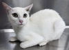 adoptable Cat in Salisbury, NC named VANILLA