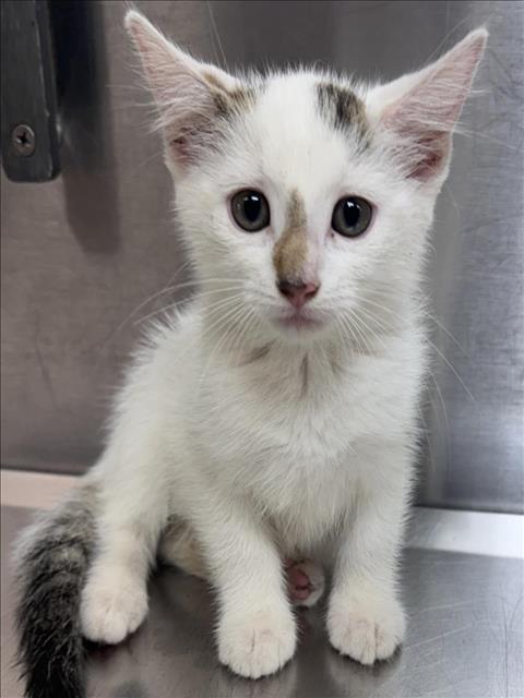 adoptable Cat in Salisbury, NC named COCONUT