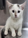adoptable Cat in Salisbury, NC named COCONUT