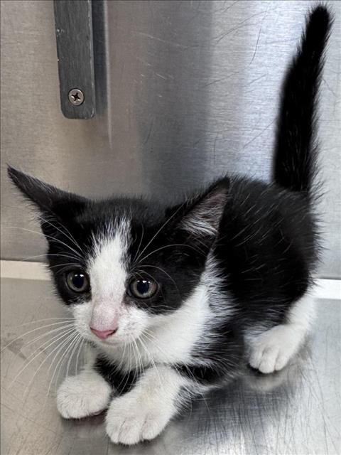 adoptable Cat in Salisbury, NC named COVE