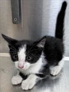 adoptable Cat in Salisbury, NC named COVE