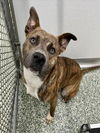 adoptable Dog in  named RUSSET