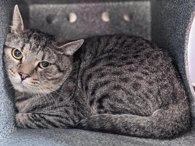 adoptable Cat in Salisbury, NC named BARNEY