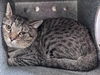 adoptable Cat in  named BARNEY