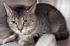 adoptable Cat in Salisbury, NC named BAM BAM