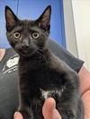 adoptable Cat in Salisbury, NC named BLACKBERRY