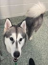 adoptable Dog in  named SKY