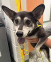 adoptable Dog in  named SERENA