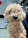 adoptable Dog in  named LOLLI