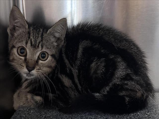 adoptable Cat in Salisbury, NC named DIZZY