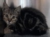 adoptable Cat in  named DIZZY