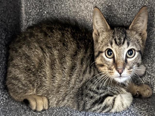 adoptable Cat in Salisbury, NC named FIZZY