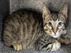 adoptable Cat in  named FIZZY