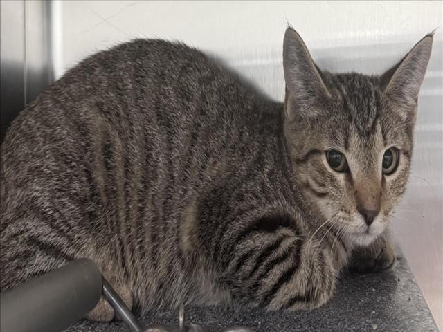 adoptable Cat in Salisbury, NC named LUCKY