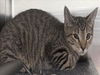 adoptable Cat in  named LUCKY