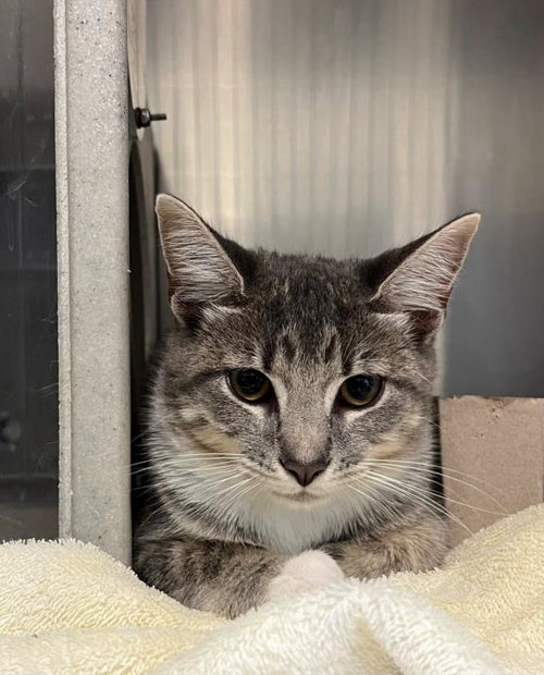 SKYLAR - Domestic Short Hair available for adoption