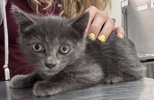 picture of the cat needing adoption