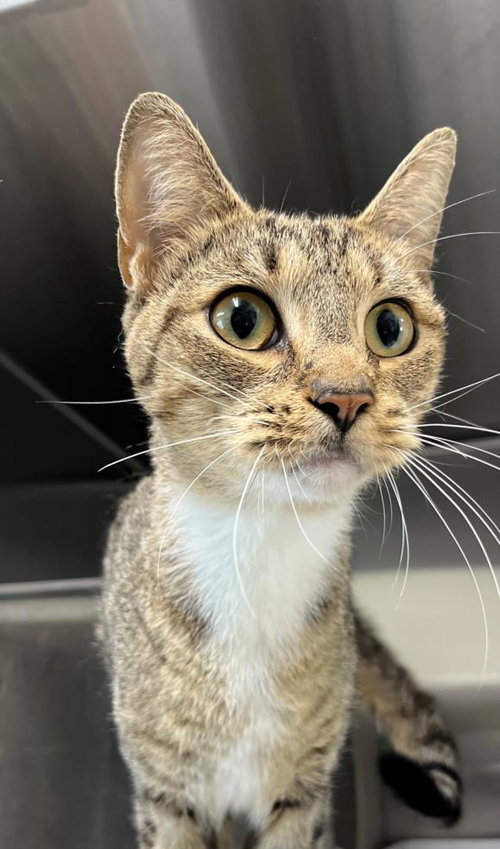 JASMINE - Domestic Short Hair available for adoption