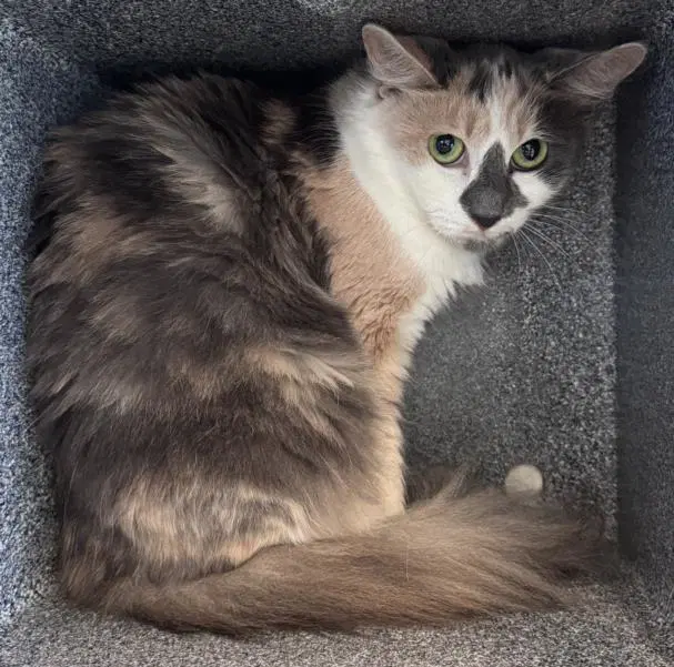 Myrtle - Domestic Medium Hair