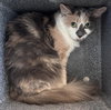 MYRTLE - Photo 1