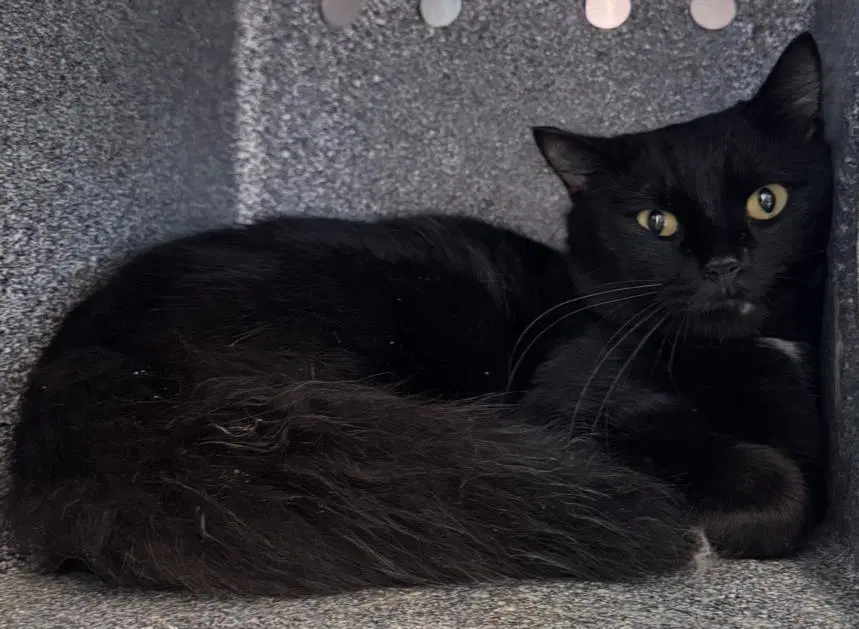 Heiress - Domestic Short Hair