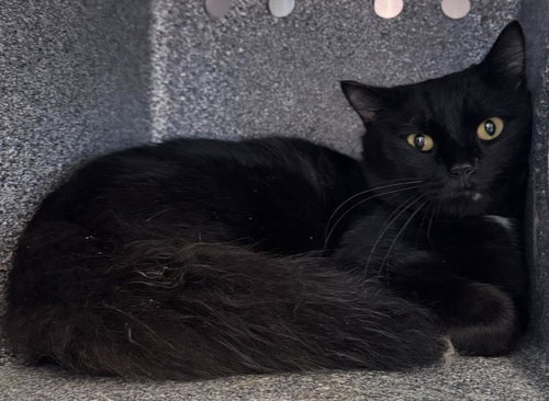 HEIRESS - Domestic Short Hair available for adoption