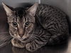 CLYDE - Photo 1